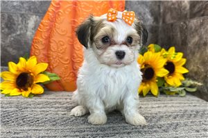 Shelby - Havanese for sale
