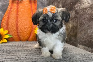 Sugar - Havanese for sale