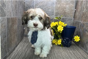 Ryder - puppy for sale
