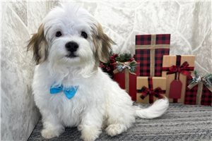 Kaleb - Havanese for sale