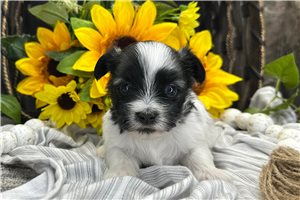 Thaddeus - puppy for sale