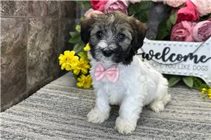 Nolan - Havanese for sale