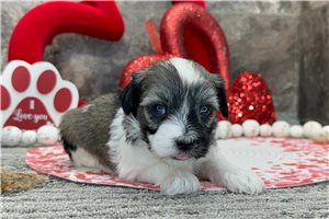 Jewel - Havanese for sale