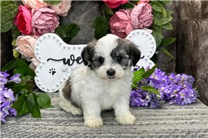 Enrico - Havanese for sale
