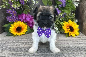 Thatcher - Havanese for sale