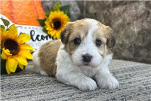 Orlando - Havanese for sale