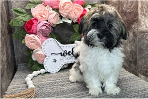 Tabasco - Havanese for sale