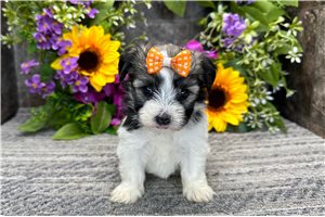 Elisha - Havanese for sale