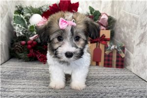 Rachel - Havanese for sale