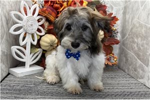 Emery - Havanese for sale