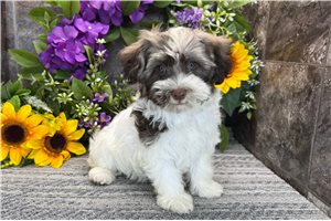 Ricky - Havanese for sale
