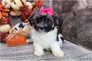 Kressly - puppy for sale
