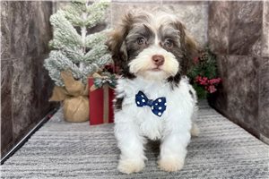 Omega - Havanese for sale