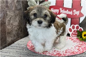 Cabo - Havanese for sale