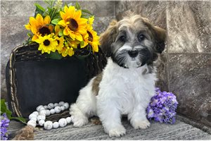 Nolan - Havanese for sale