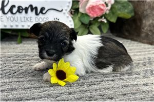 Nathan - Havanese for sale