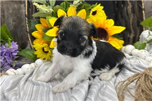 Thatcher - puppy for sale