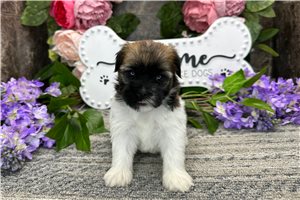 Opal - Havanese for sale