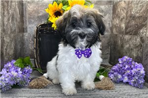 Nasir - Havanese for sale