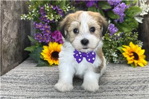 Roscoe - Havanese for sale