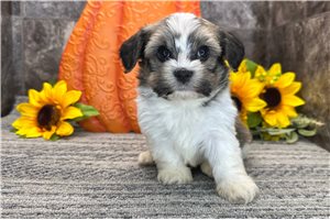 Sawyer - Havanese for sale