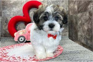 Geoff - Havanese for sale