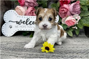 Luciano - Havanese for sale