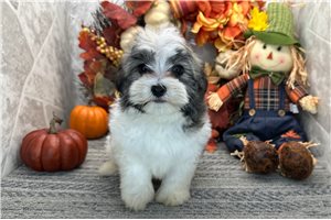 Kelpie - Havanese for sale