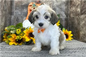 Kennedy - Havanese for sale