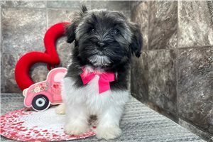 Kennedy - Havanese for sale