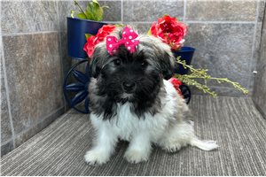 Enid - puppy for sale