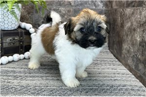 Olivia - Havanese for sale