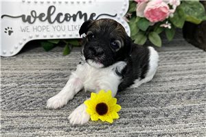 Nash - puppy for sale