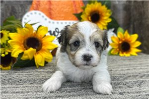Oceana, a Havanese puppy