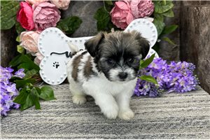 Elise - Havanese for sale