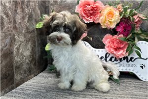 Ricky - Havanese for sale