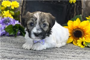 Nolan - Havanese for sale