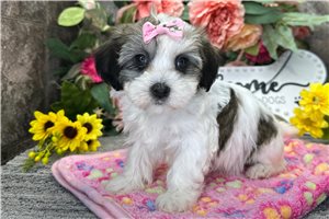 Journey - puppy for sale