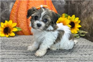 Selena - Havanese for sale
