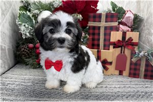 Racer - Havanese for sale