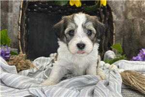 Ryder - puppy for sale