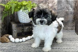 Elise - Havanese for sale