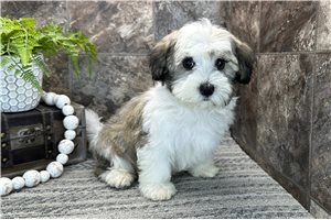 Weston - Havanese for sale