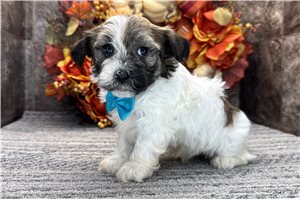 Ethan - puppy for sale