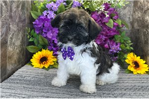 Nash - Havanese for sale