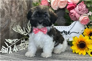 Nash - puppy for sale
