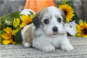 Opalite - Havanese for sale