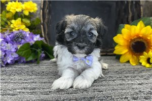 Nathan - Havanese for sale