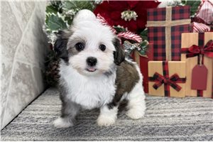 Rama - Havanese for sale