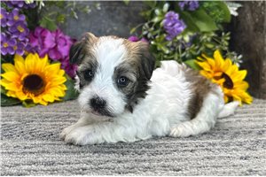 Zena - puppy for sale